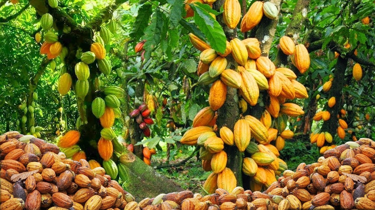 Cocoa Farm